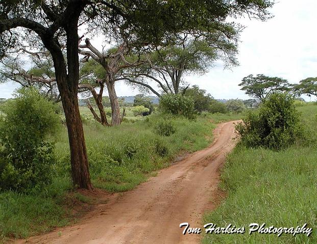 Follow the brown dirt road.jpg